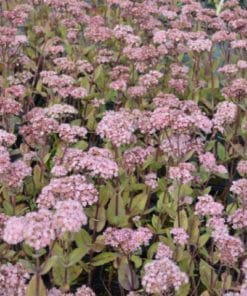 sedum black jack