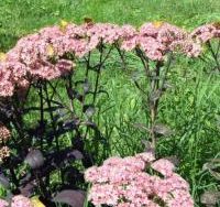 sedum black jack