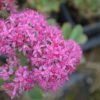 sedum carl