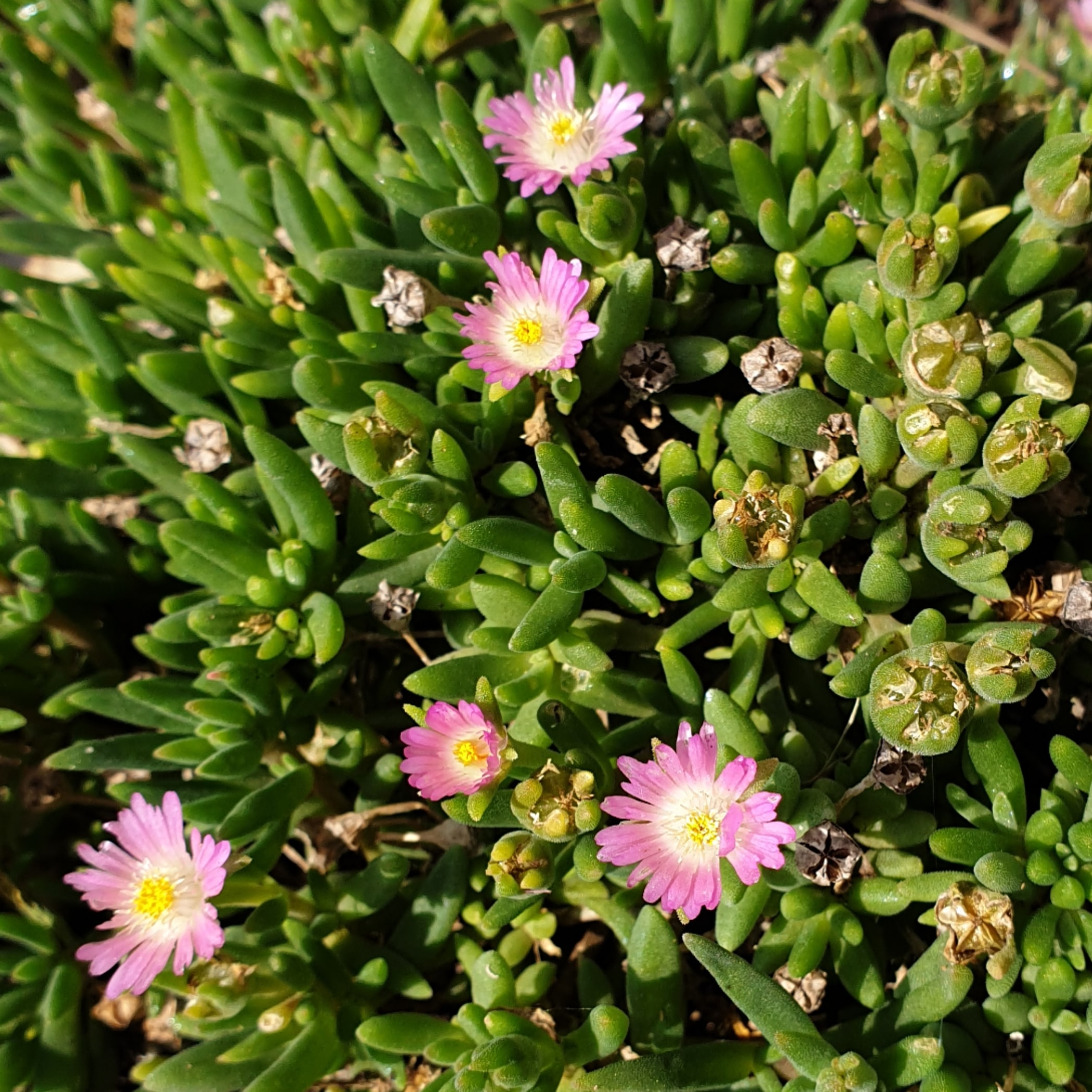 Delosperma JOD rosequartz closeup groenpalet