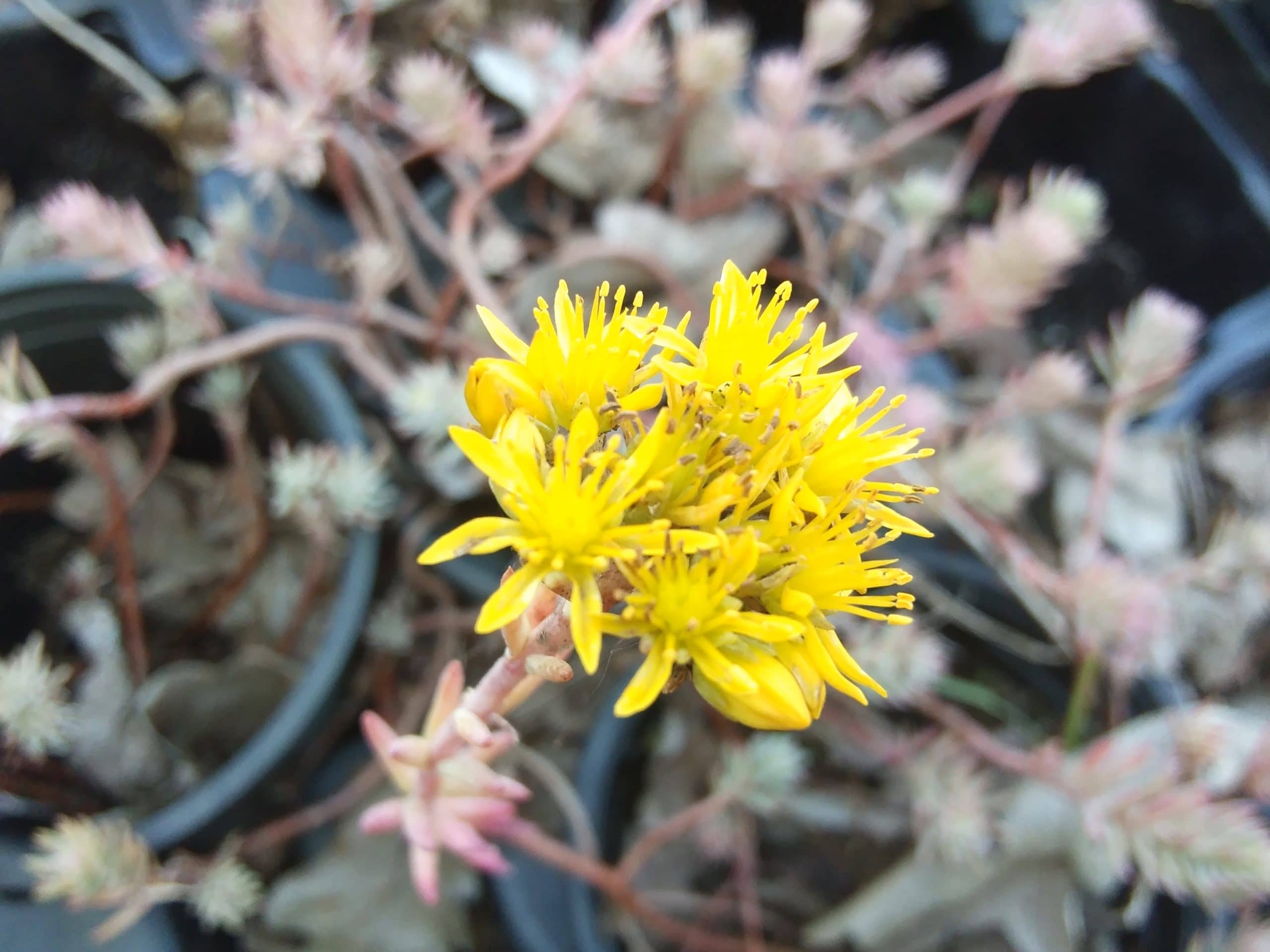 Sedum Reflexum Blue Spruce (5)