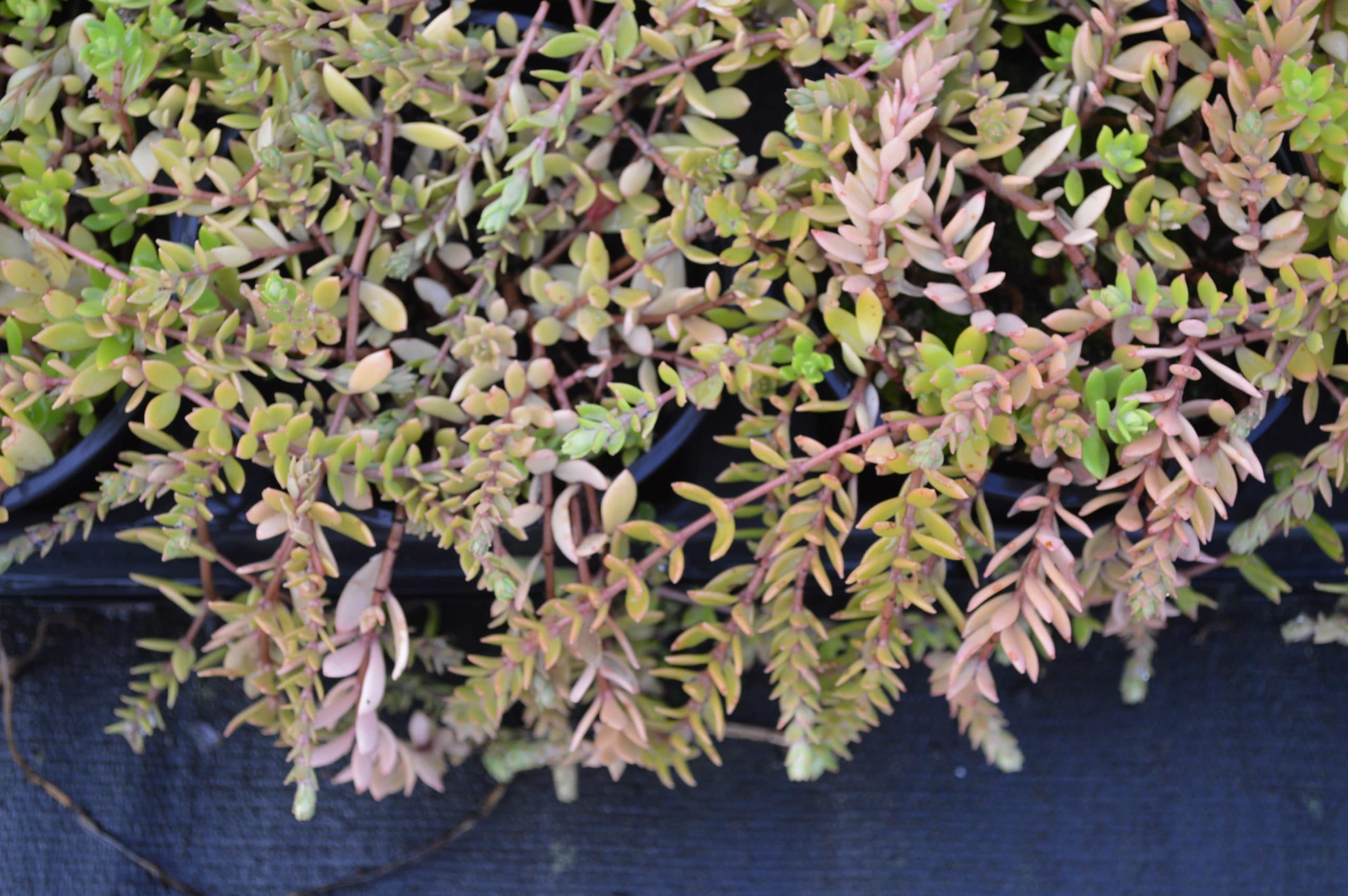 Sedum Sarmentosum (2)