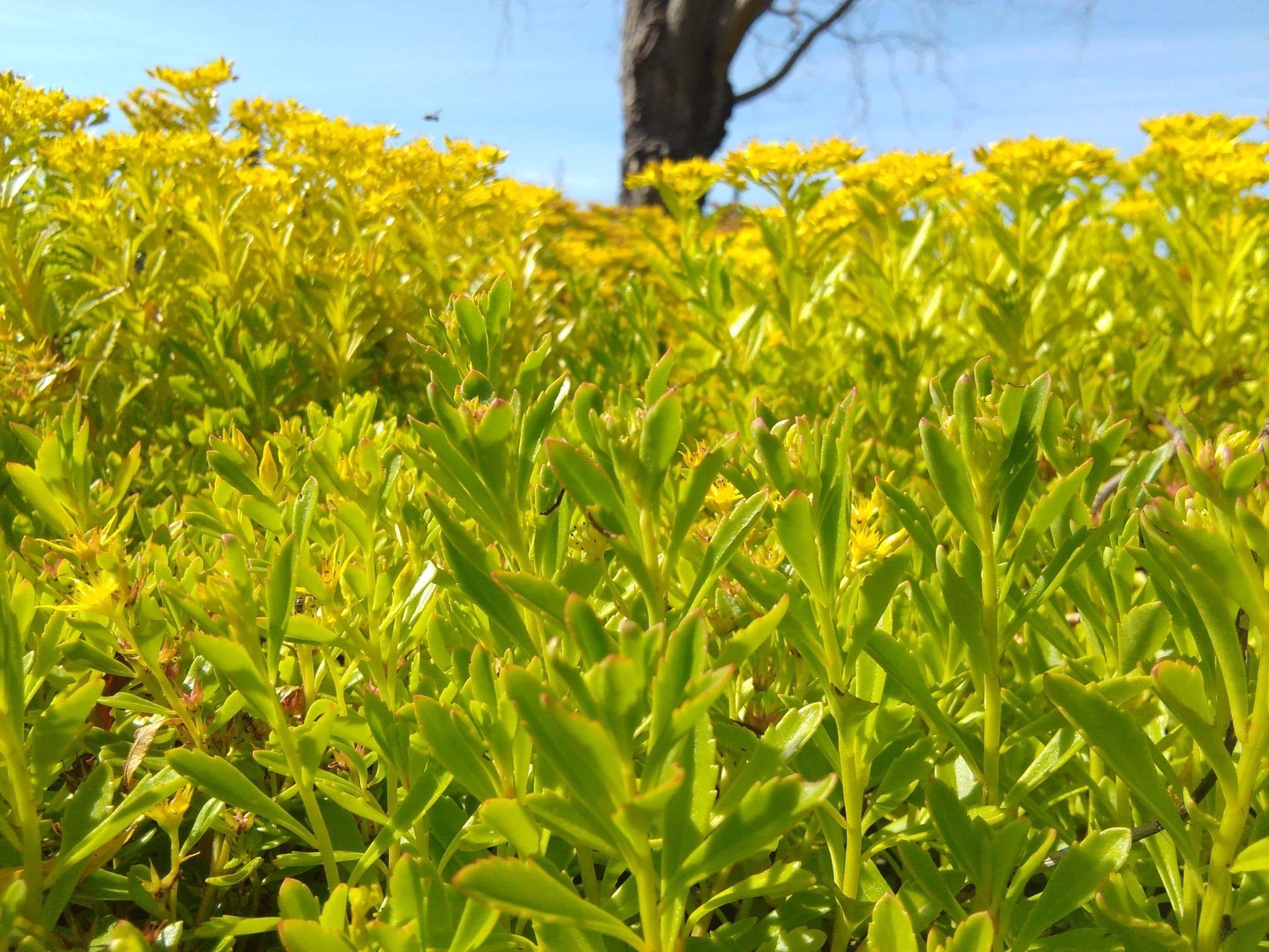 Sedum aizoon 01017 Floribundes (5)