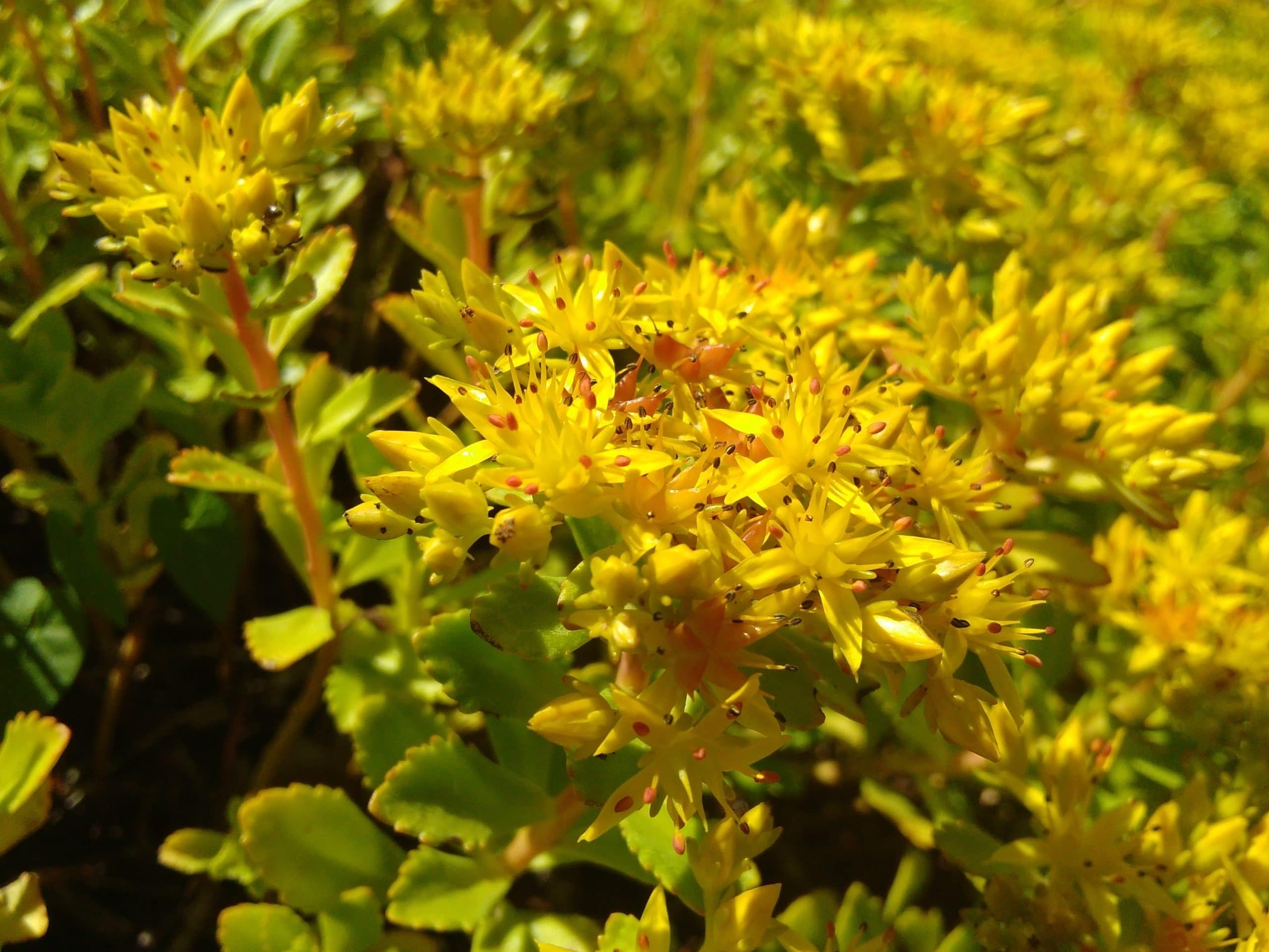 Sedum aizoon 019 Floribundes (3)