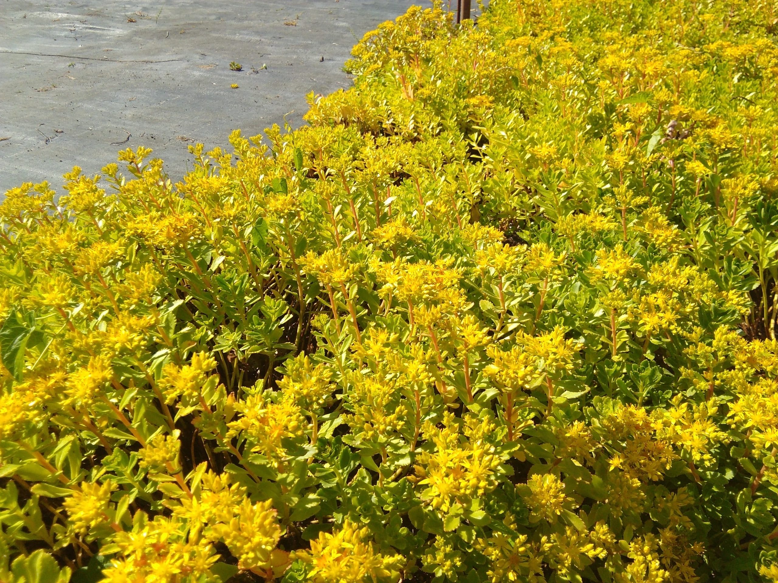 Sedum aizoon 019 Floribundes (5)
