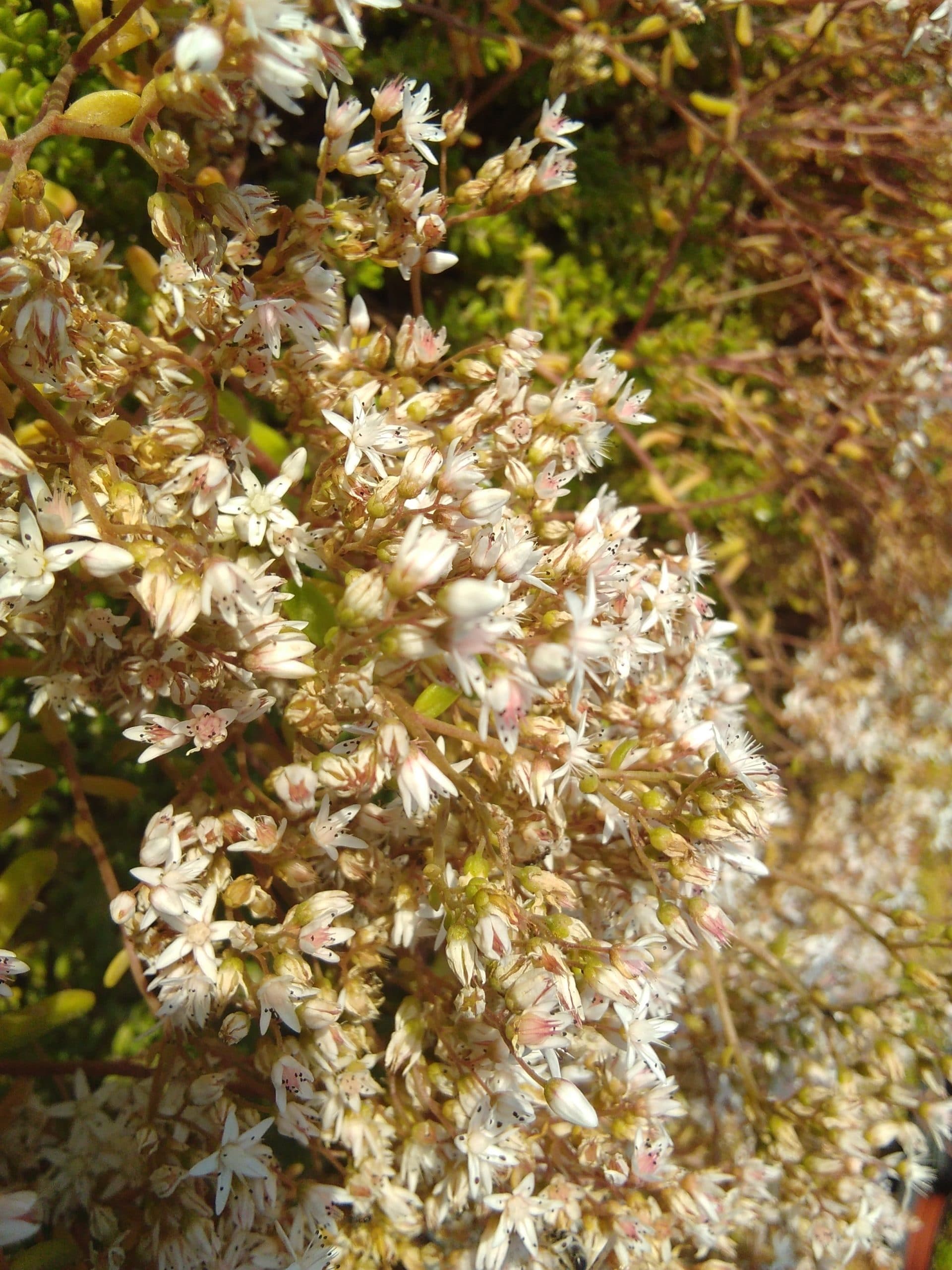 Sedum album Athoum (1)
