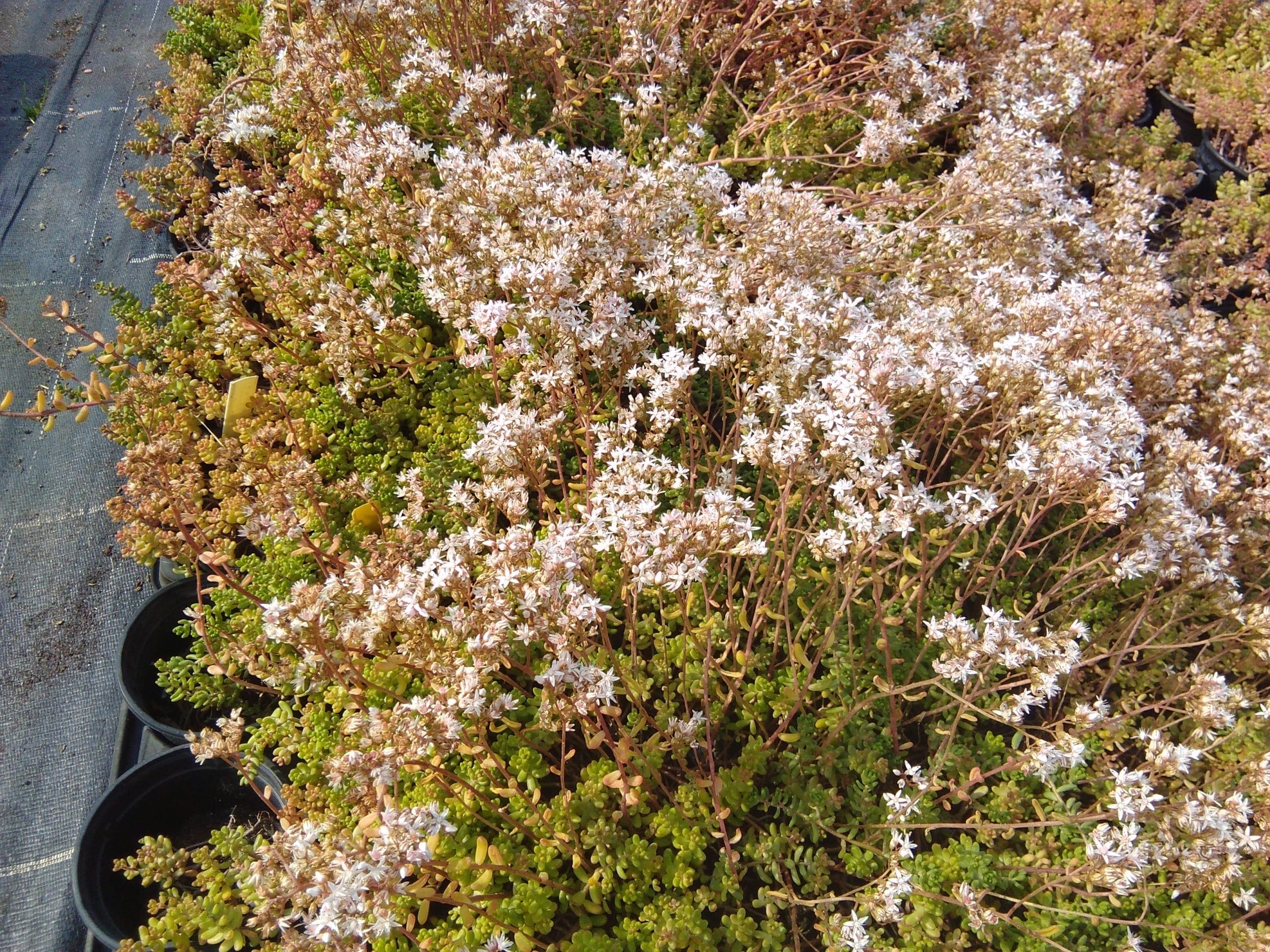 Sedum album Athoum (2)