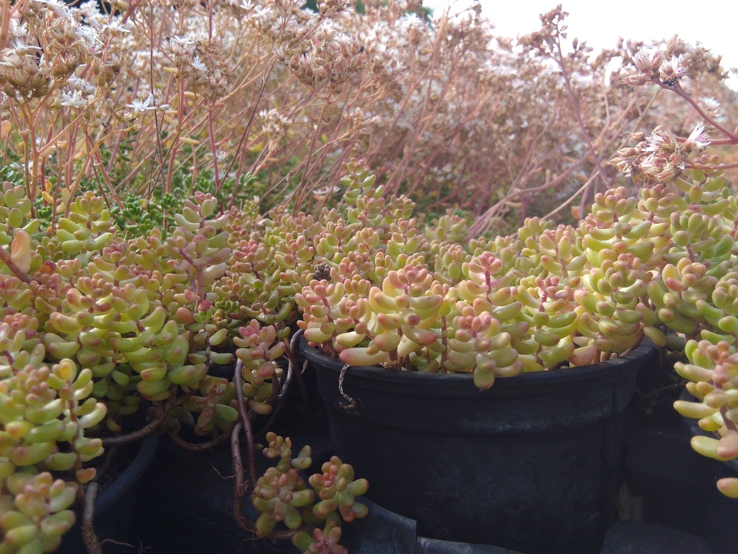 Sedum album Athoum (3)
