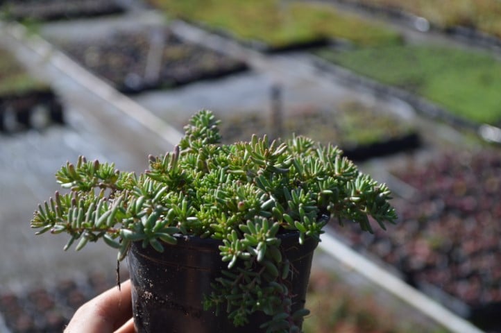 Sedum album Laconicum (2)