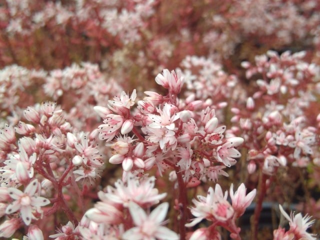 Sedum album Laconicum (4)