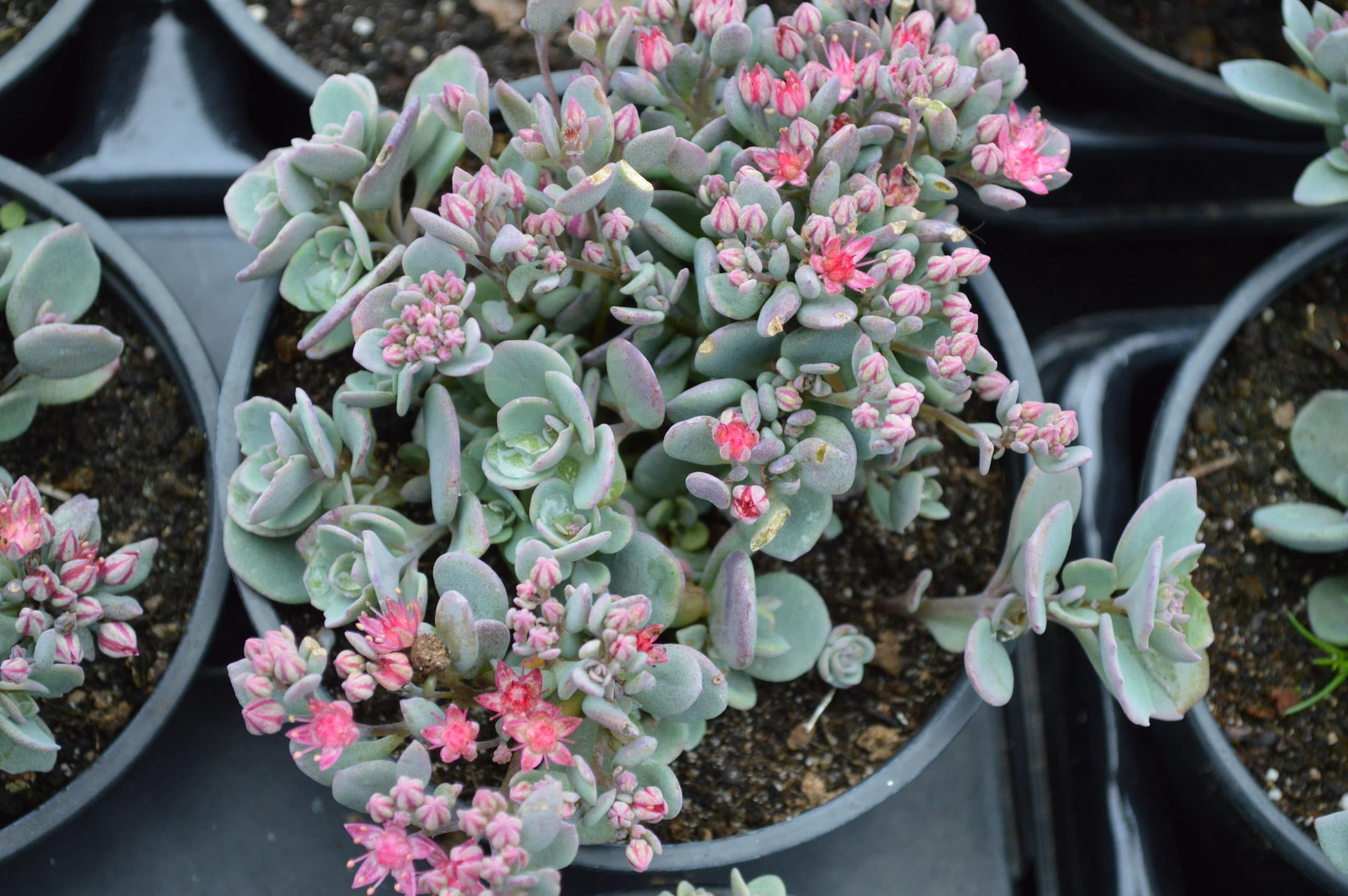Sedum cauticola Lidakense (1)