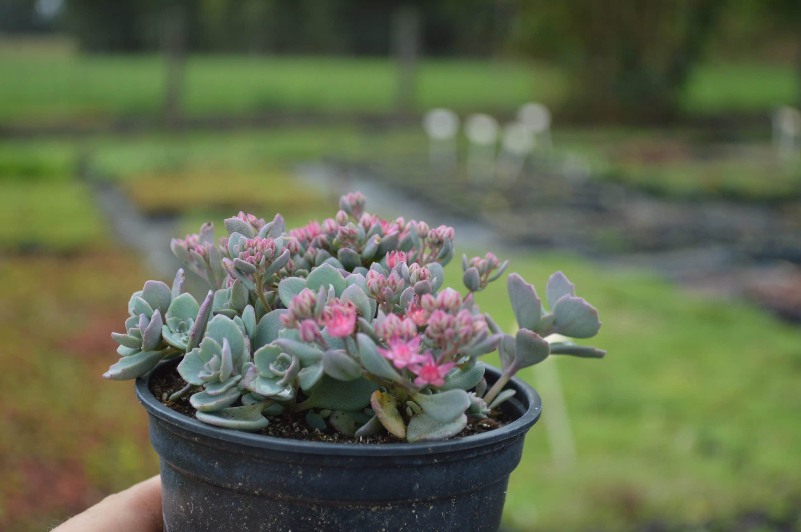 Sedum cauticola Lidakense (2)
