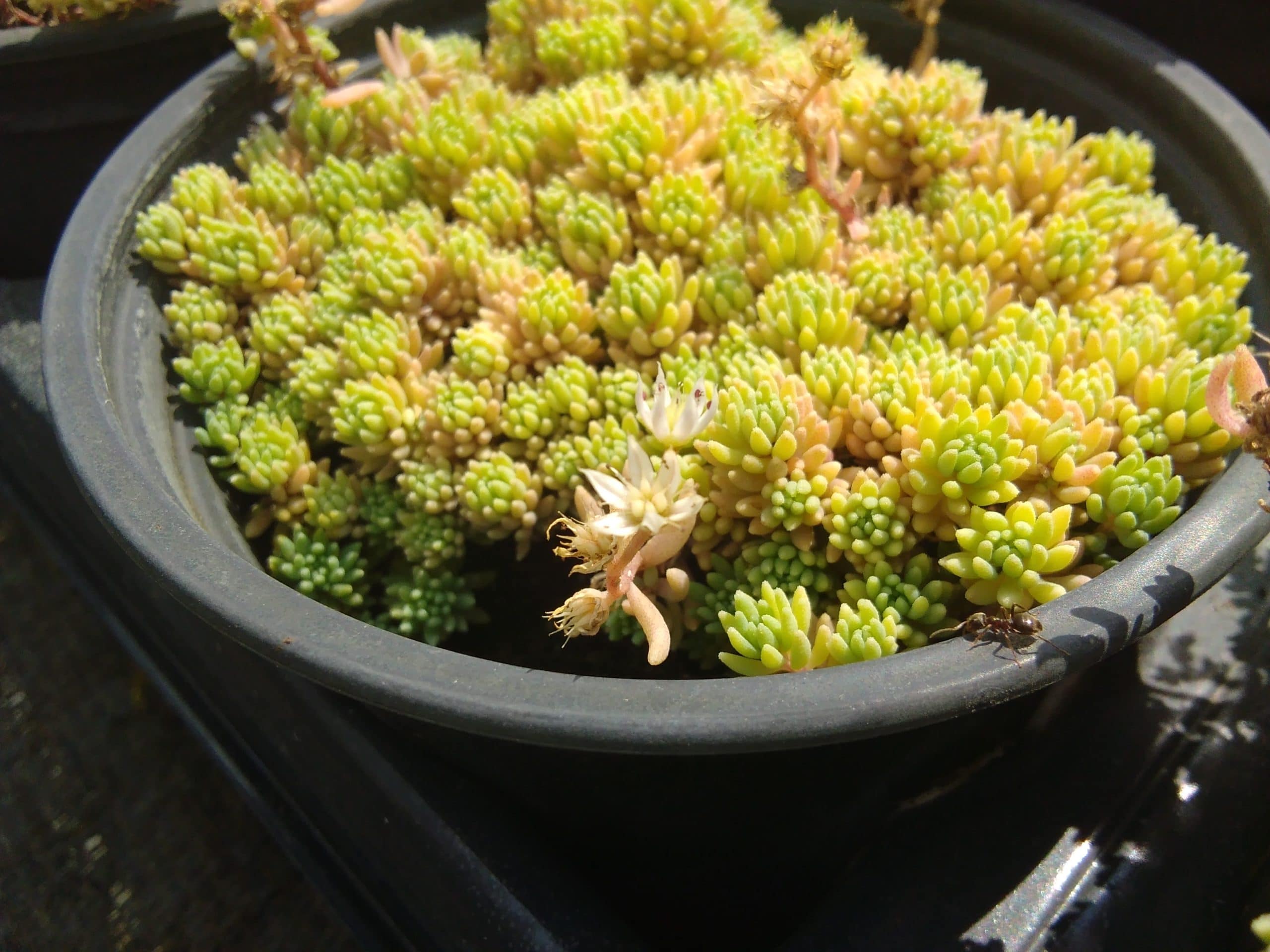 Sedum hispanicum Minus (5)