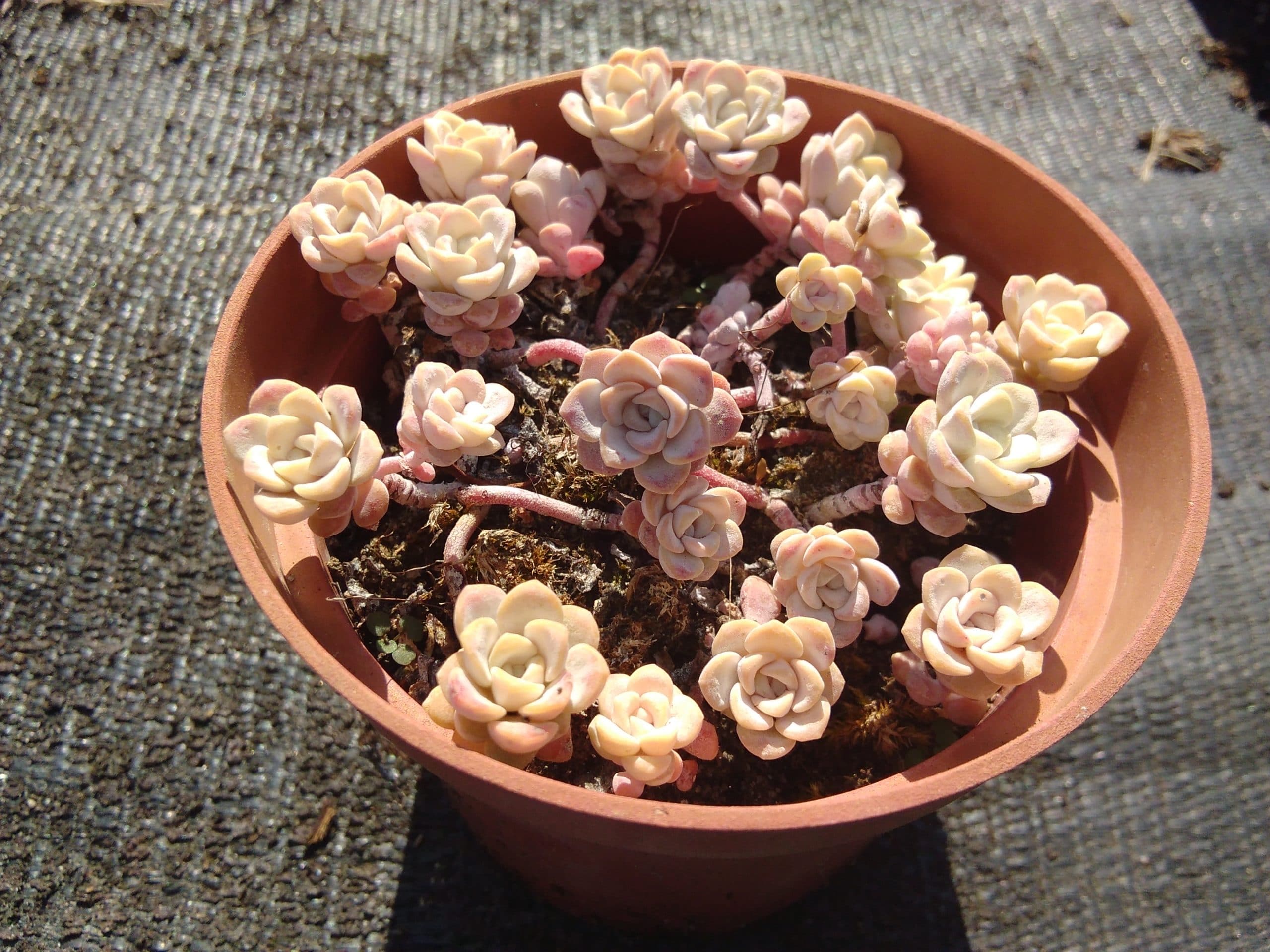 Sedum spathulifolium Cape Blanco (1)