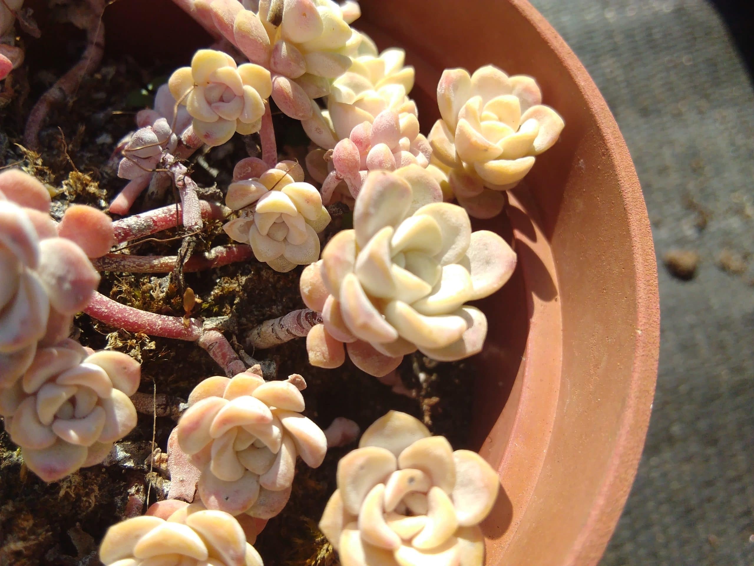 Sedum spathulifolium Cape Blanco (2)