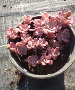 sedum spathulifolium purpureum