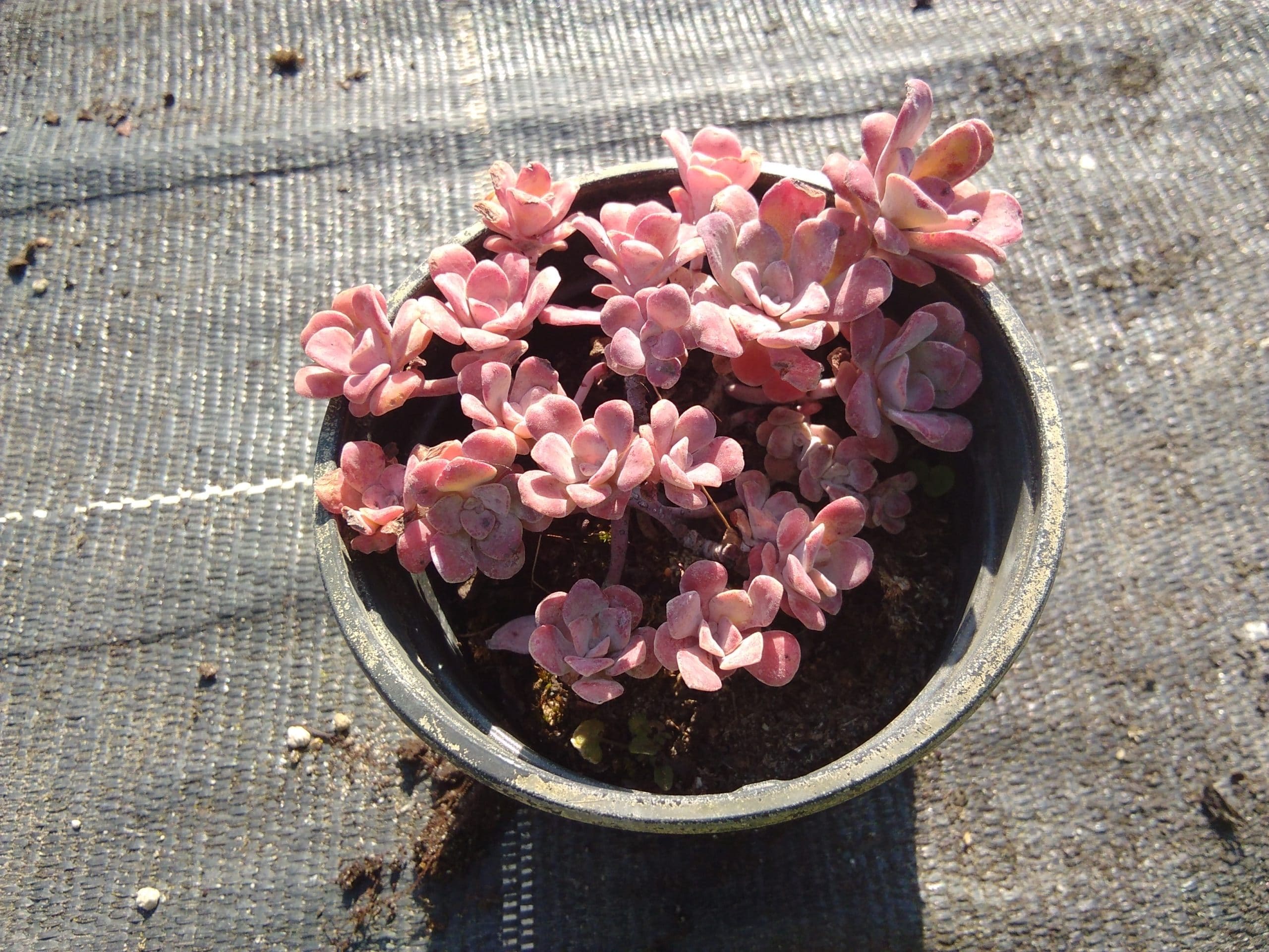 Sedum spathulifolium Purpureum (1) sedum spathulifolium purpureum