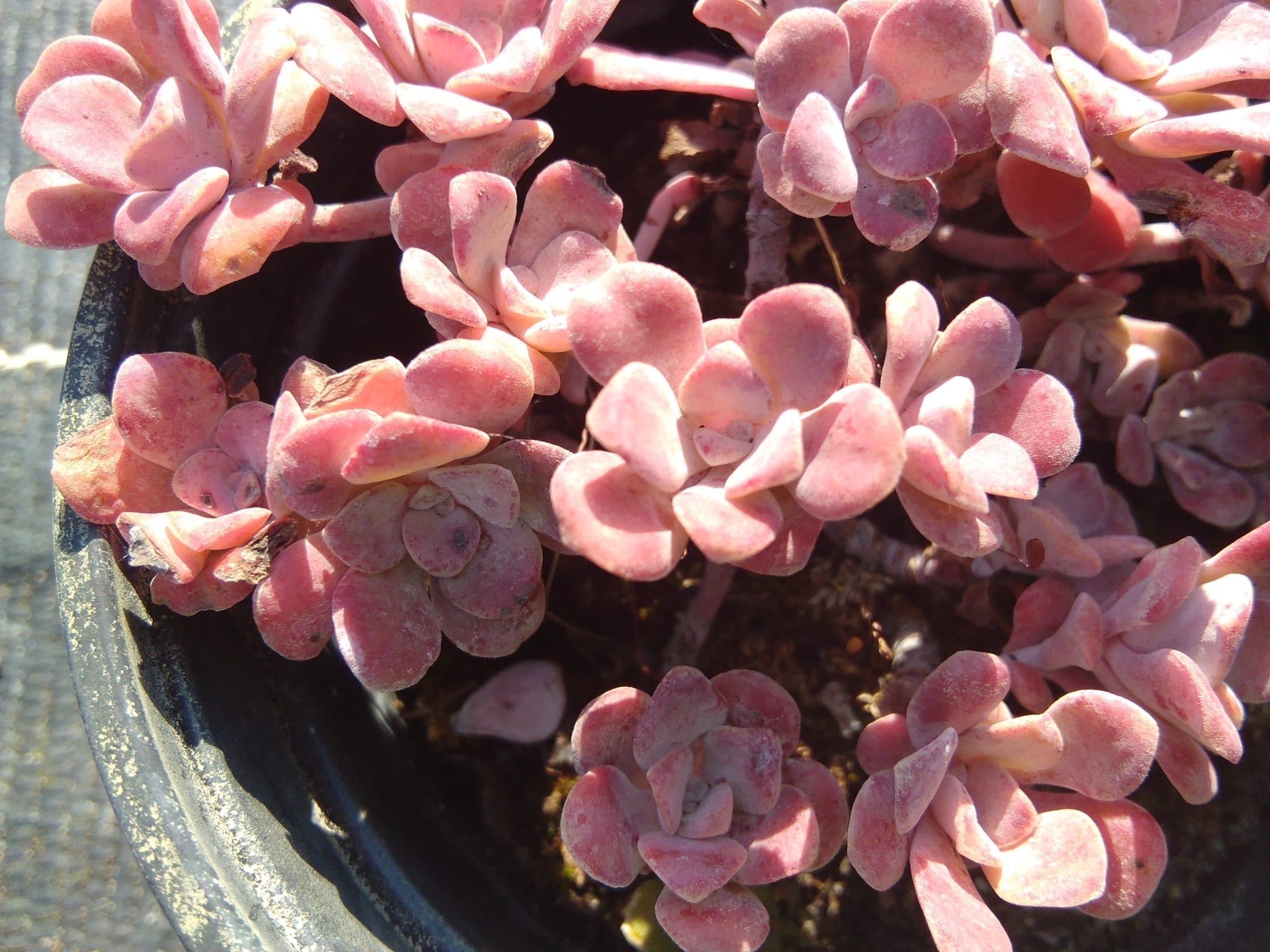 Sedum spathulifolium Purpureum (2) sedum spathulifolium purpureum