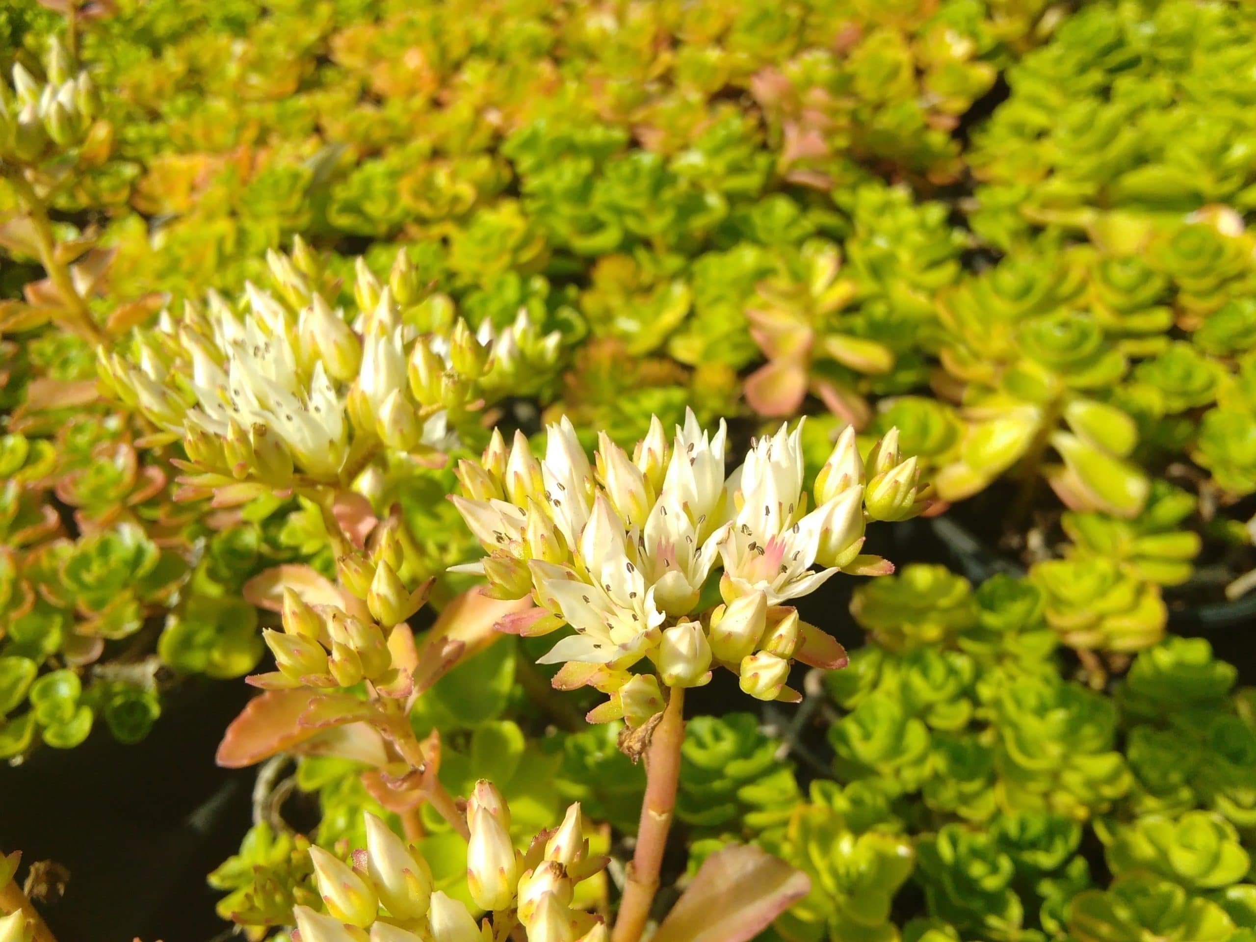 Sedum spurium Album (3)