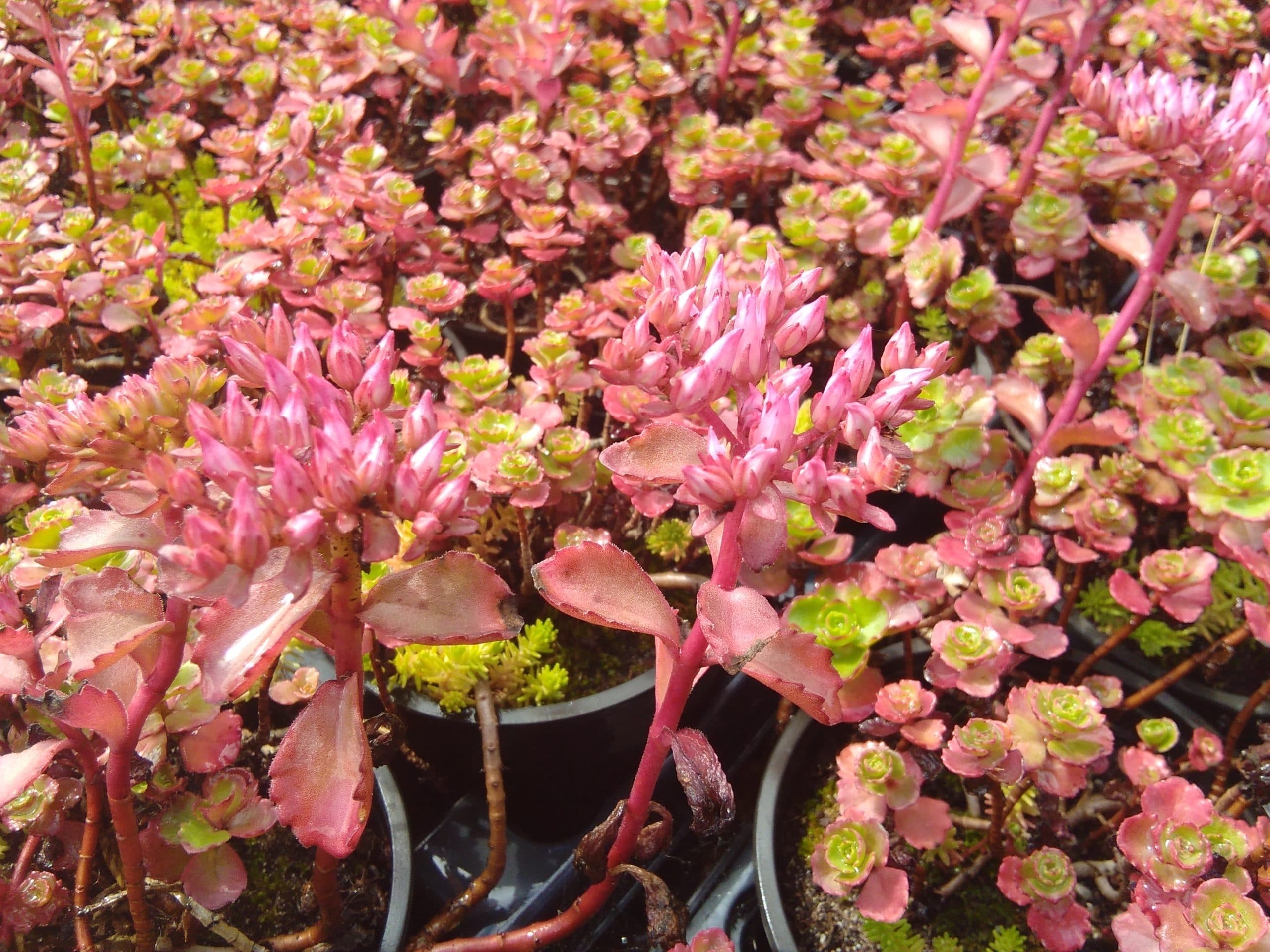 Sedum spurium Bronze Beauty (3)