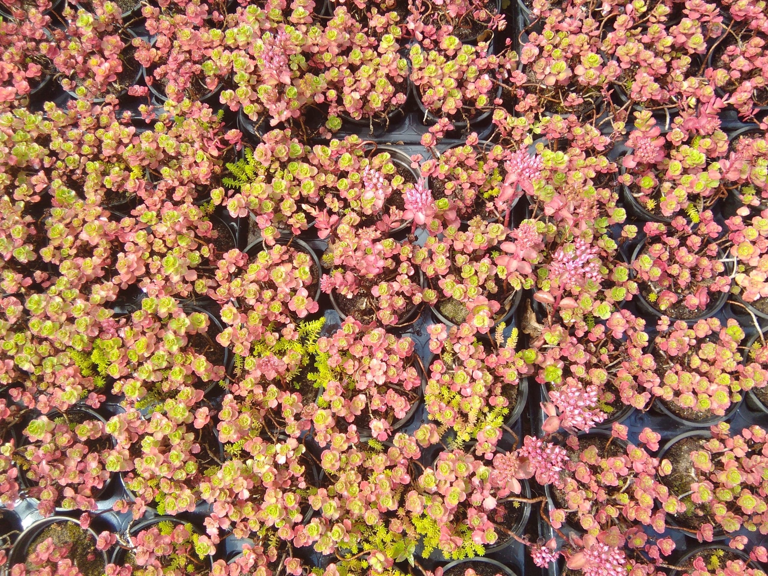 Sedum spurium Bronze Beauty (5)