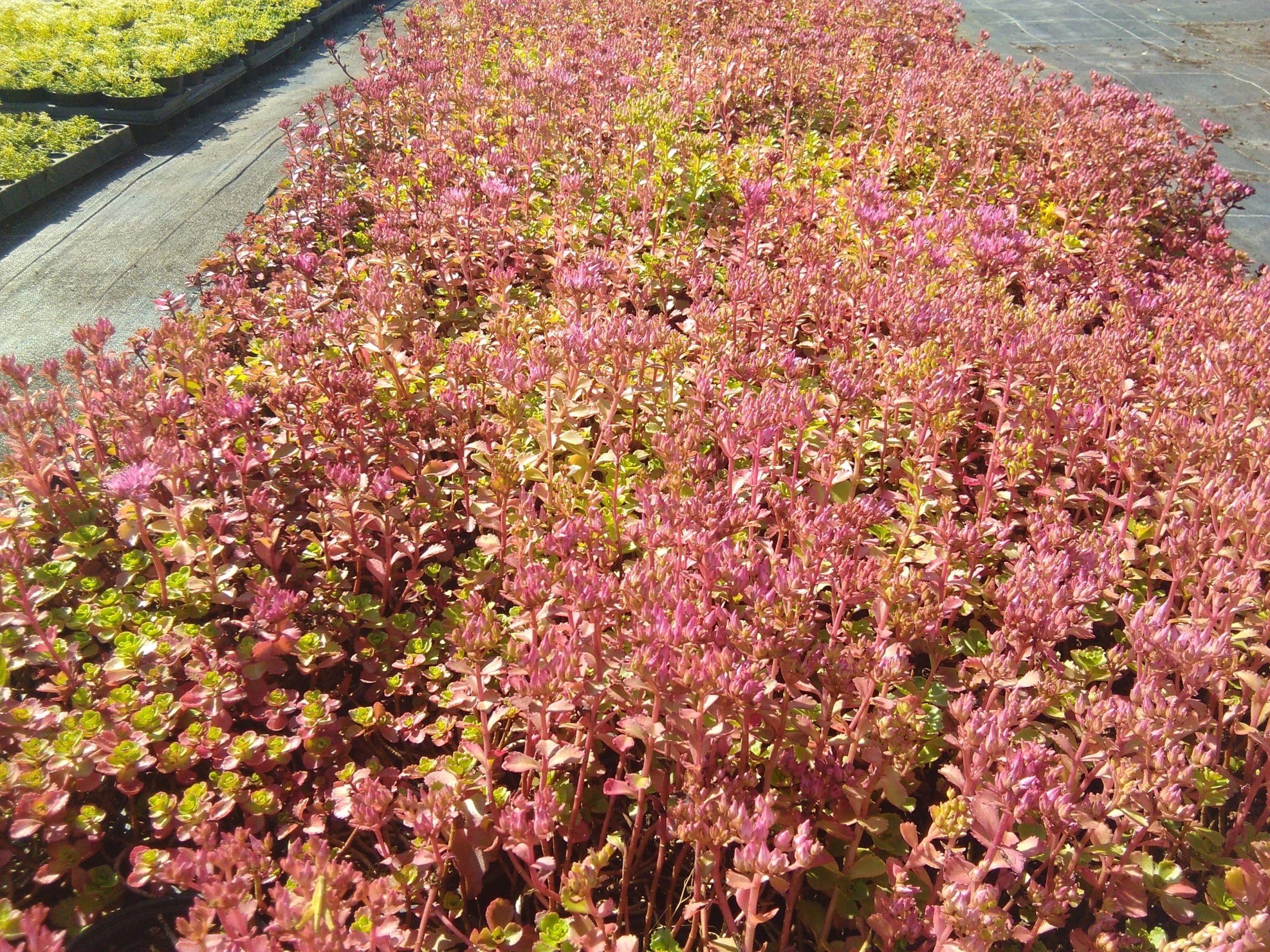 Sedum spurium Coccineum (3)