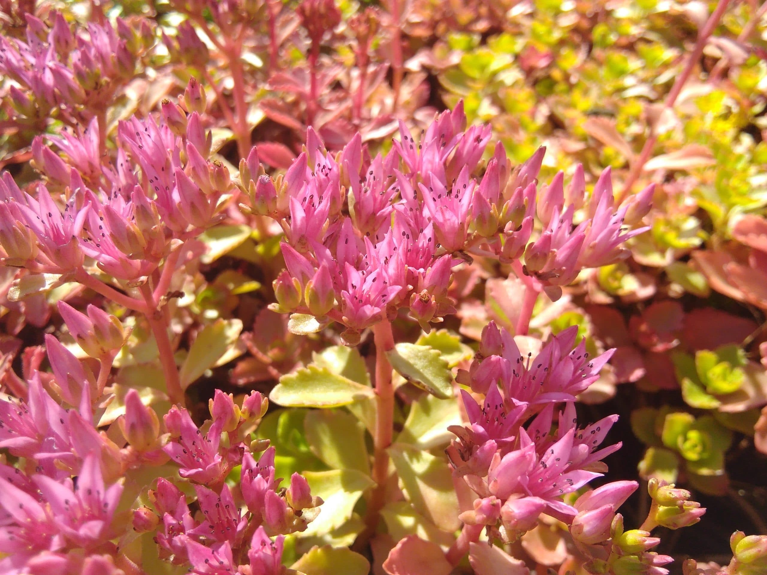 Sedum spurium Coccineum (5)
