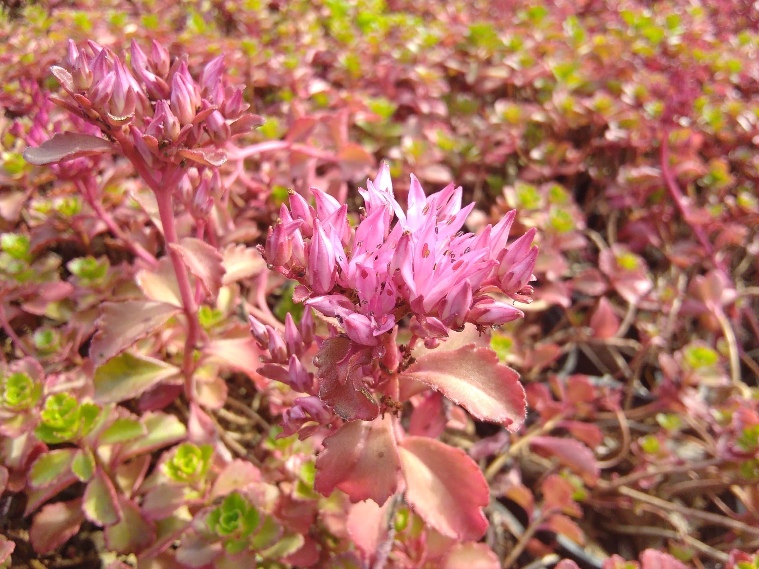 Sedum spurium Fuldaglut (3)
