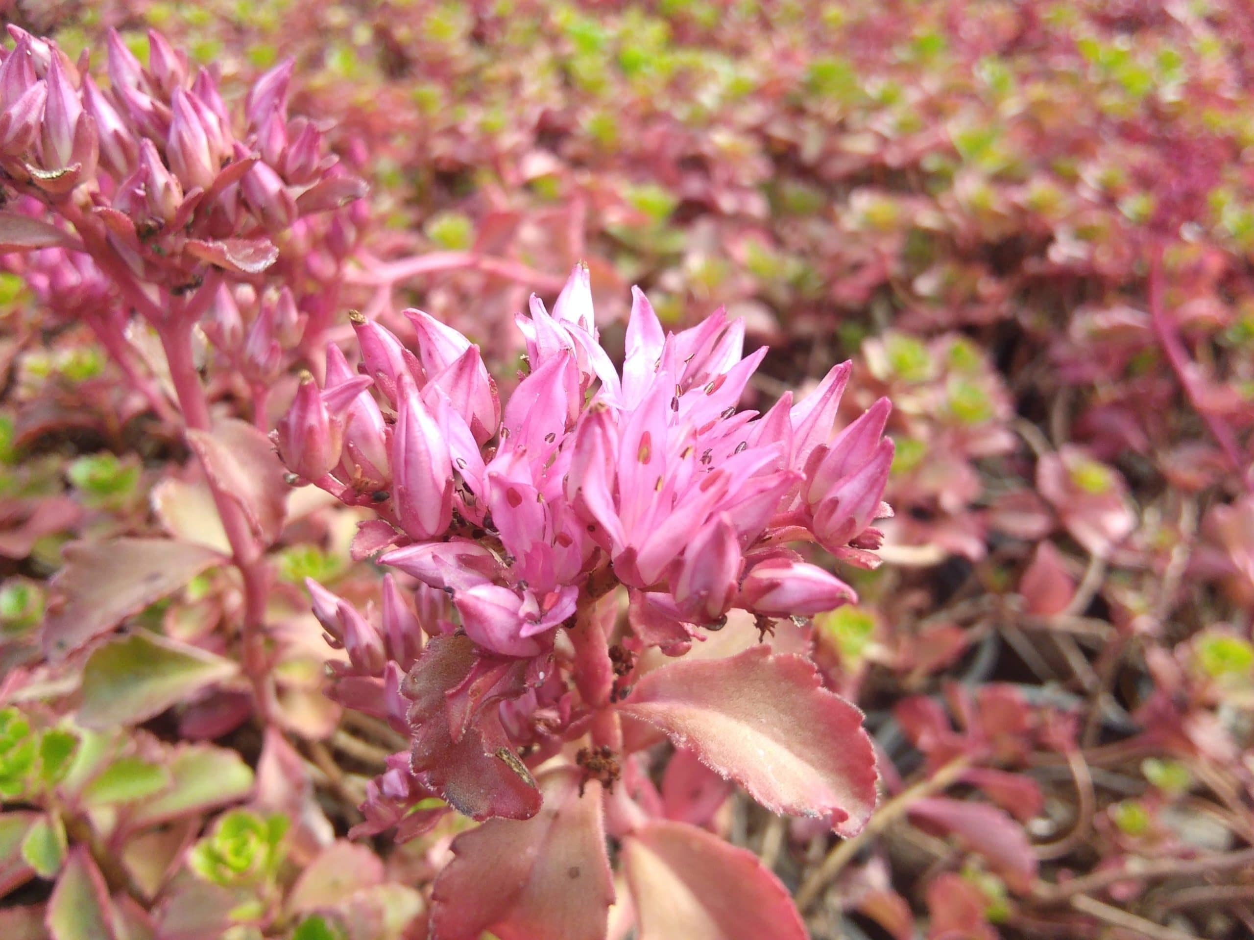 Sedum spurium Fuldaglut (4)