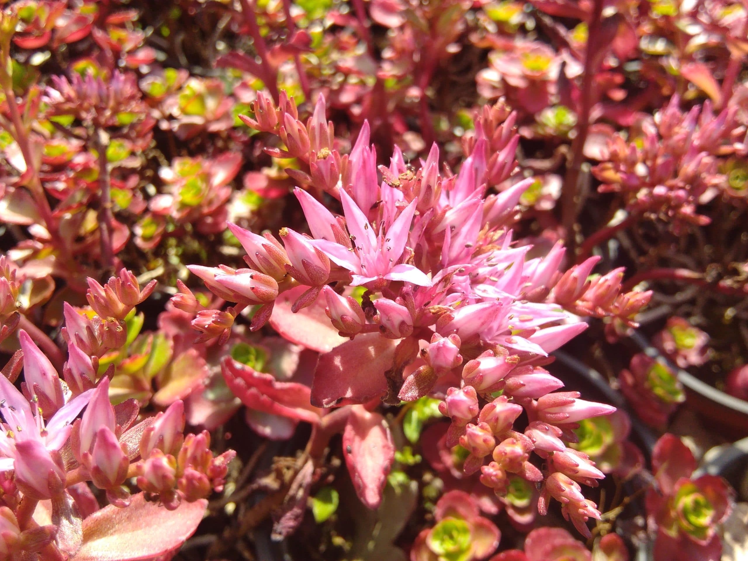 Sedum spurium Purperkissen (1)