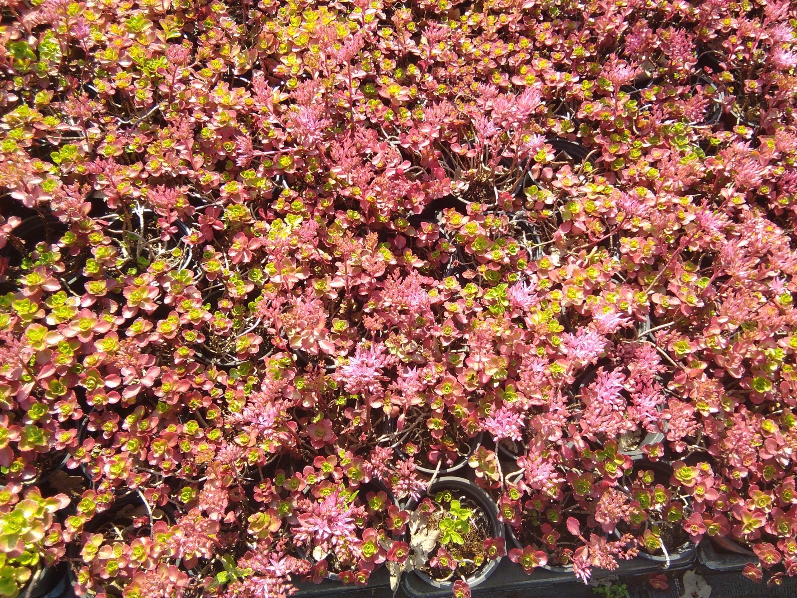 Sedum spurium Purperkissen (3)
