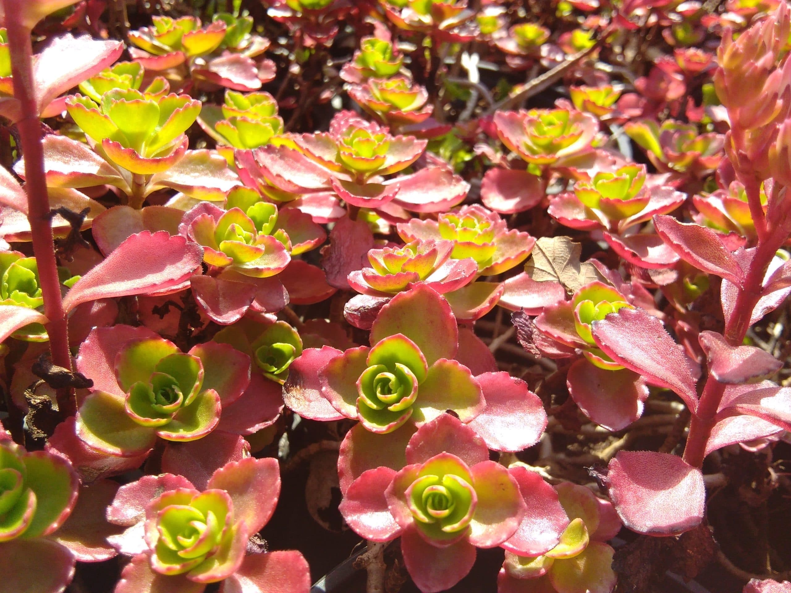 Sedum spurium Purperkissen (5)