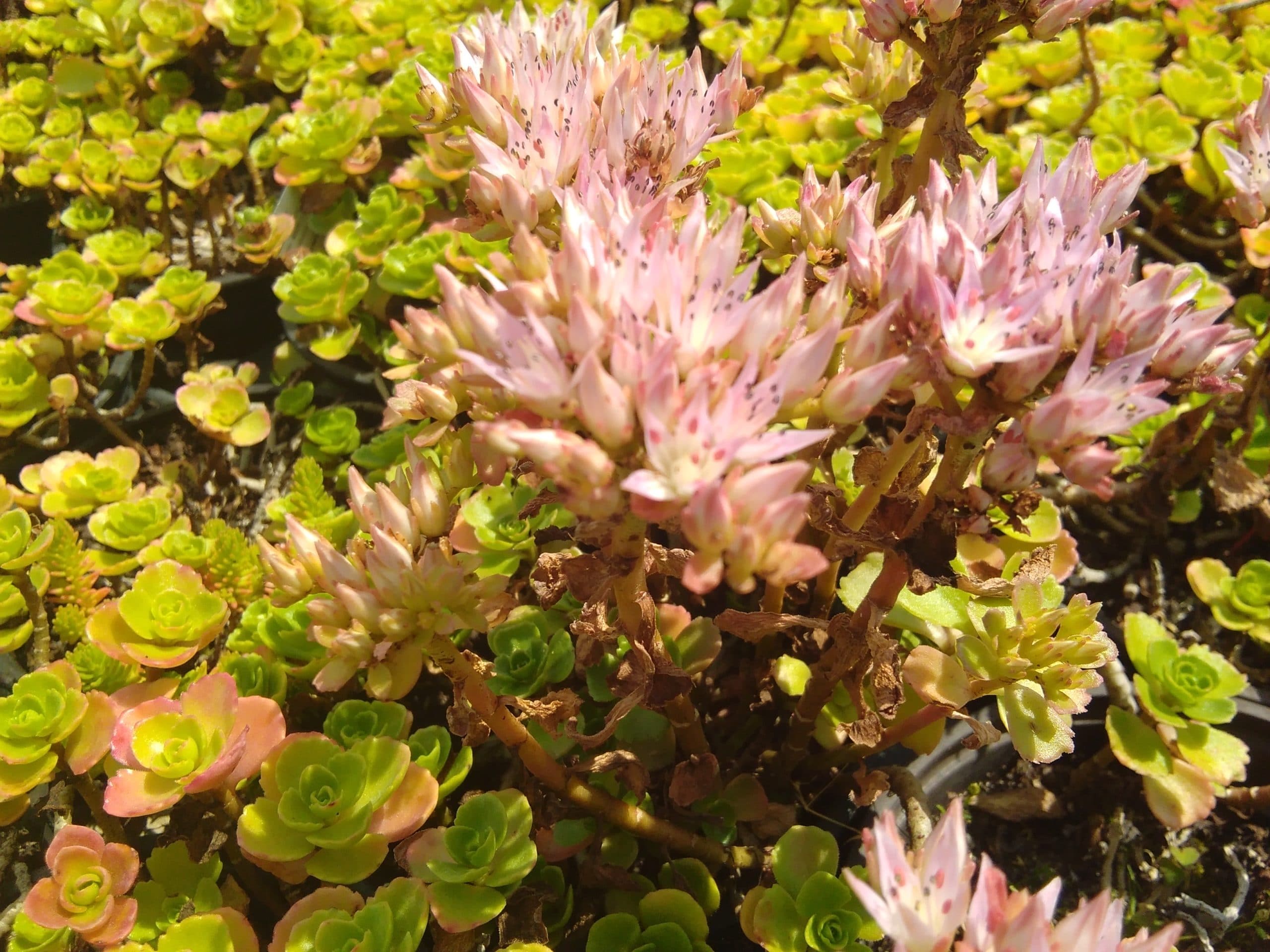 Sedum spurium Rotraut (3)