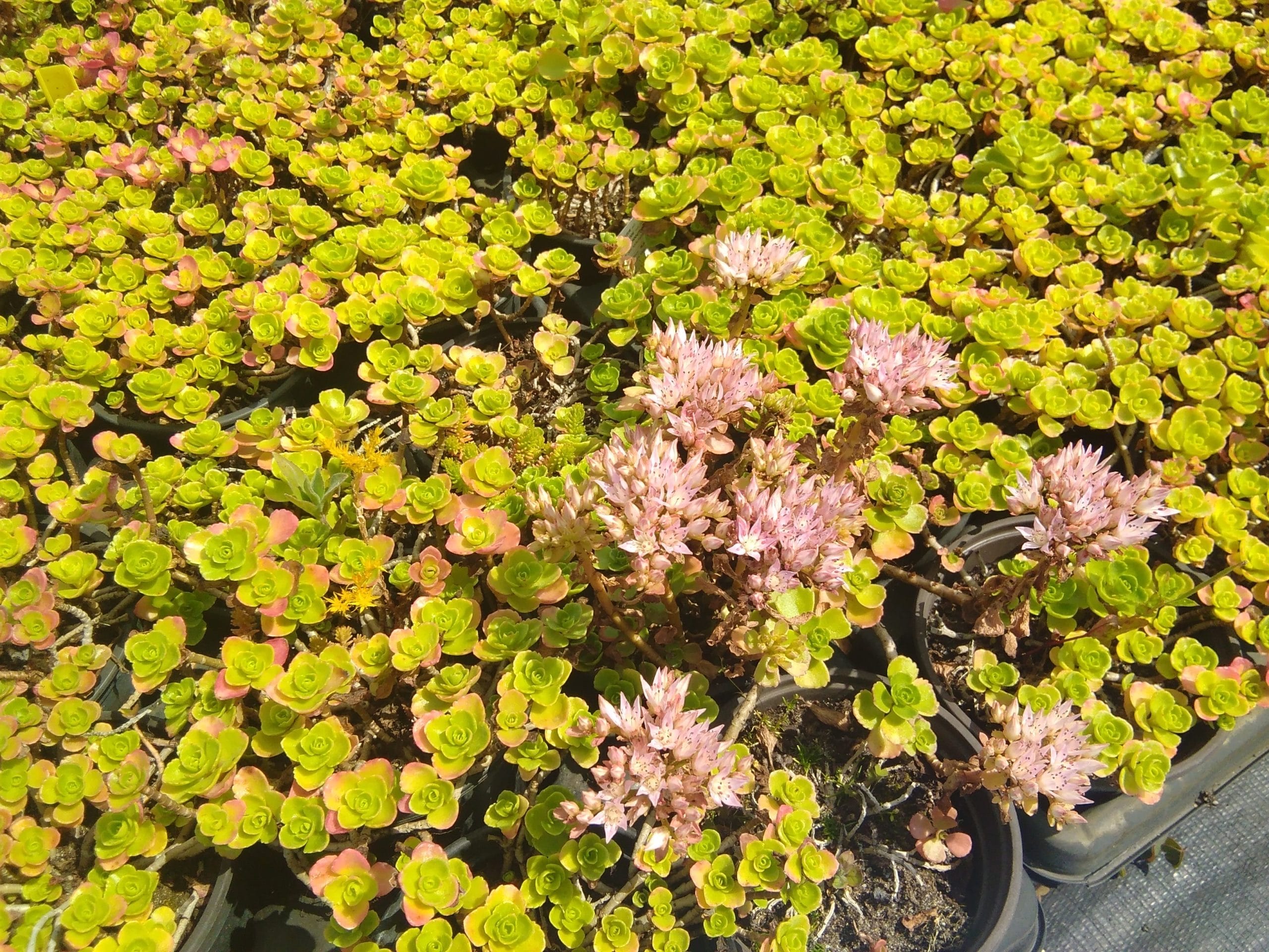 Sedum spurium Rotraut (5)