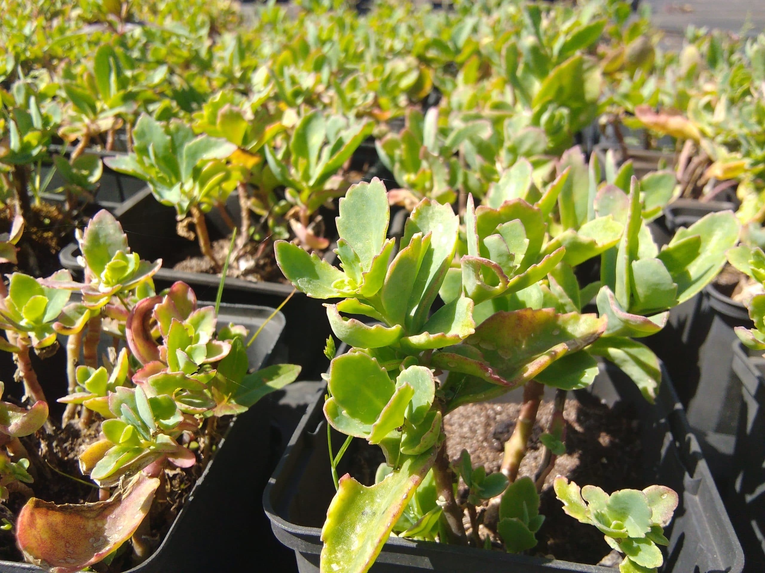 Sedum telephium Munstead Dark Red (2)