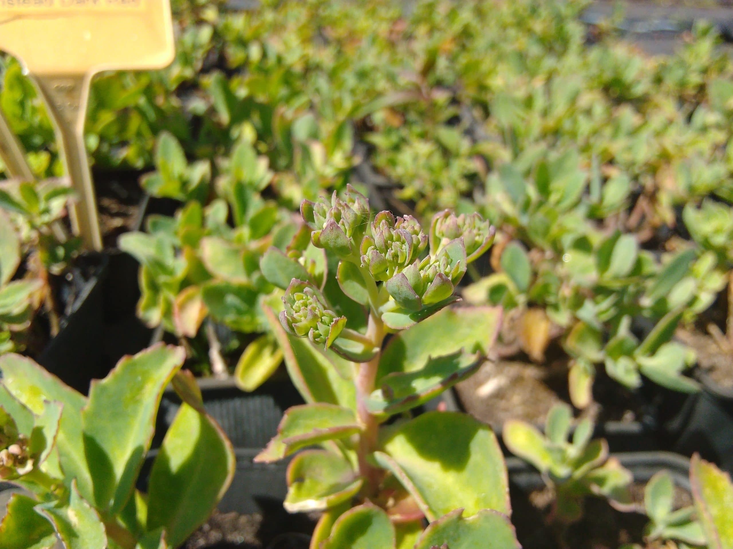 Sedum telephium Munstead Dark Red (3)
