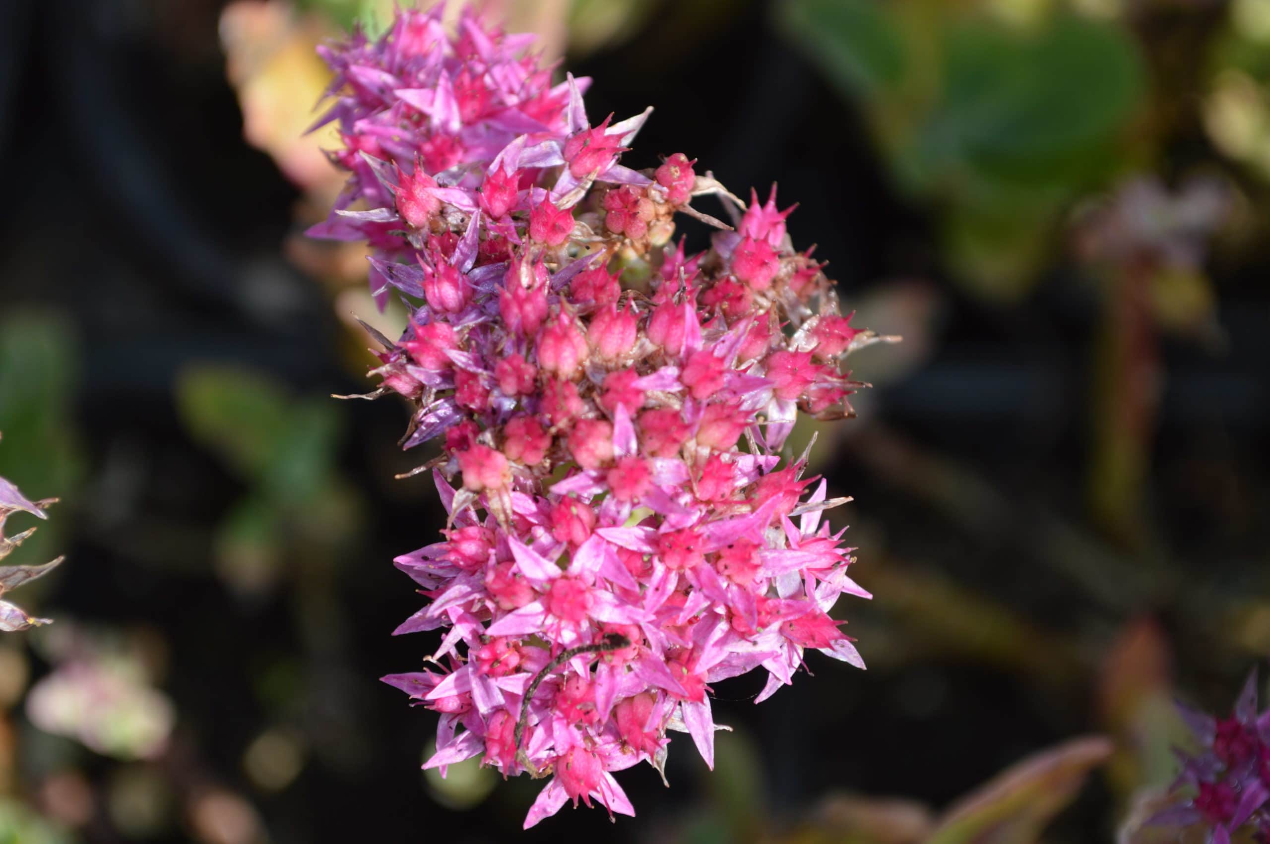Sedum telephium Munstead Dark Red (6)