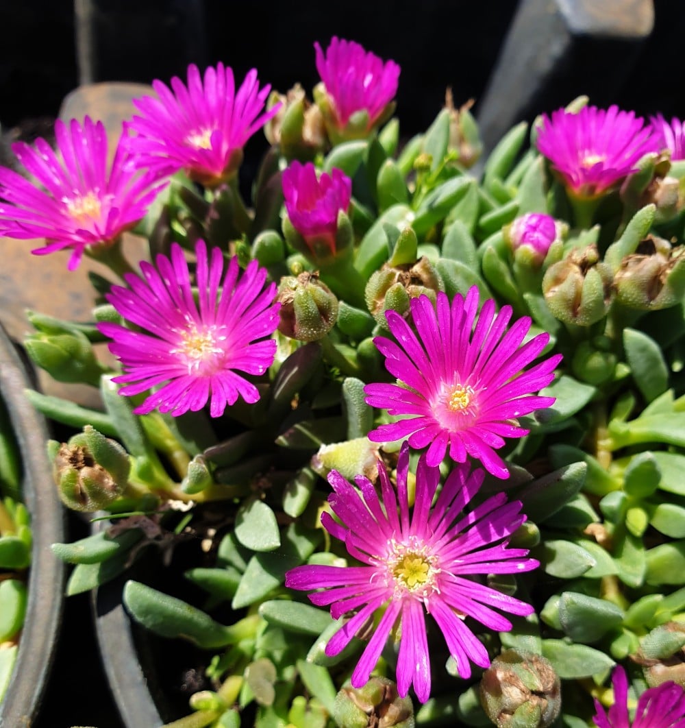 close up delosperma sani pass violet roze paarse bloemen web groenpalet