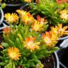 delosperma jewel of desert topaz