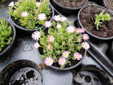 delosperma_jewel_of_desert_rosequarts_0