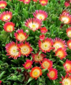 delosperma jewel of desert ruby