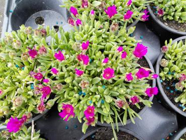 delosperma_sanipas_violet_0