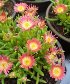 delosperma jewel of desert ruby
