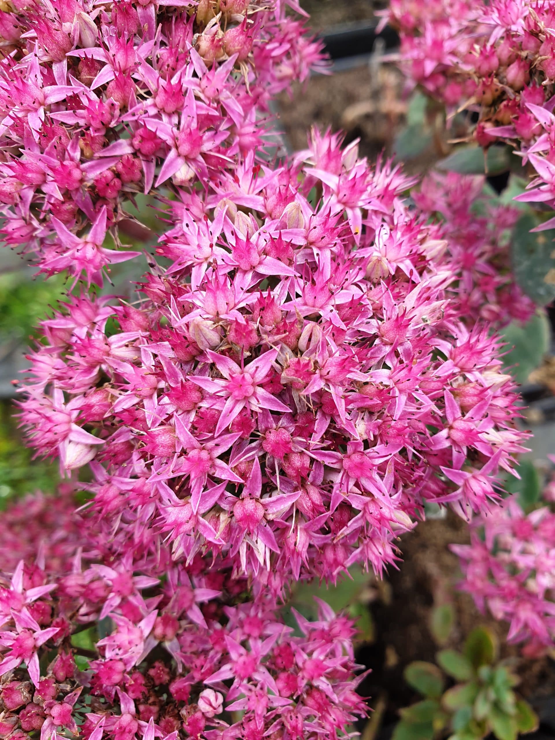 sedum dark red foto Stella 3 mooi