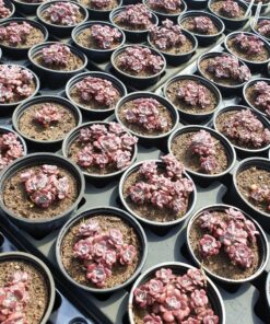 sedum spathulifolium purpureum