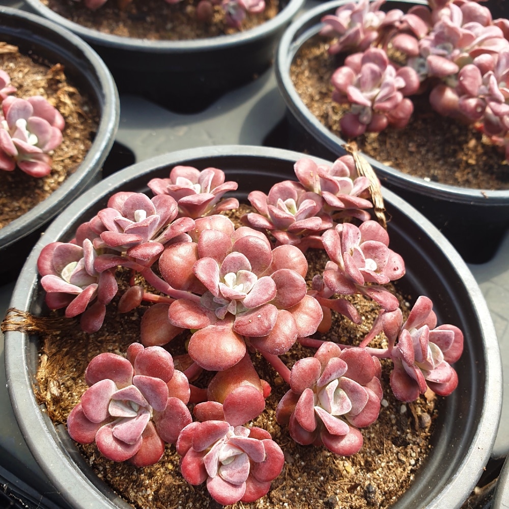 sedum spathulifolium purpureum sedum spathulifolium purpureum