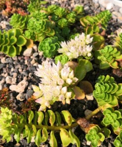 sedum spurium album superbum