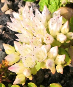 sedum spurium album superbum