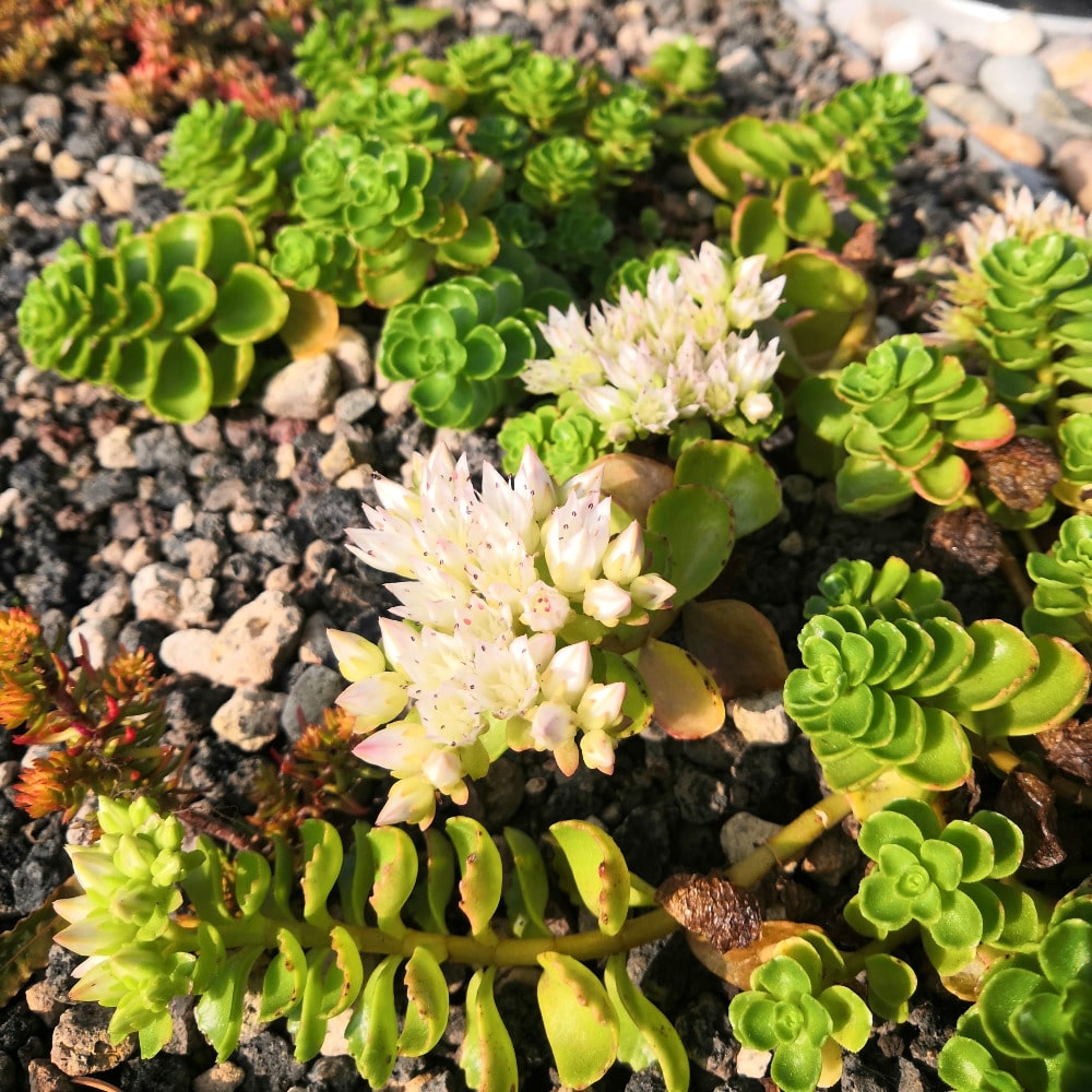 sedum-spurium-album-superbum-groenpalet-shop