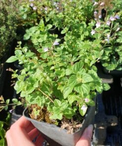 calamintha nepeta blue cloud